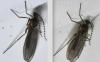 Lestremiinae inconnu